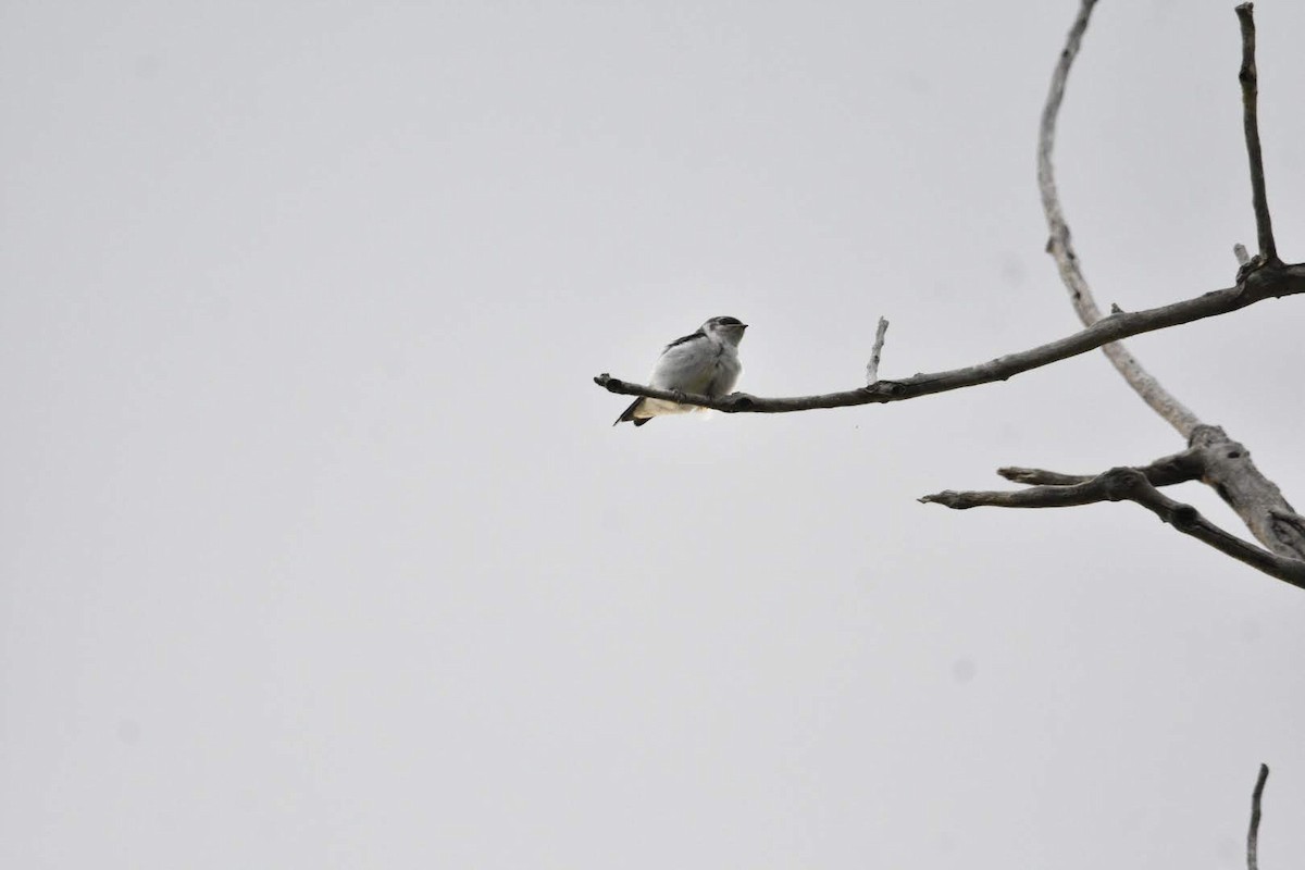 Violet-green Swallow - ML638307411