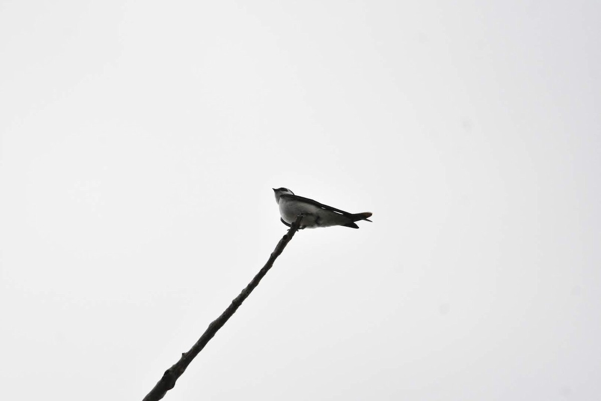 Violet-green Swallow - ML638307413