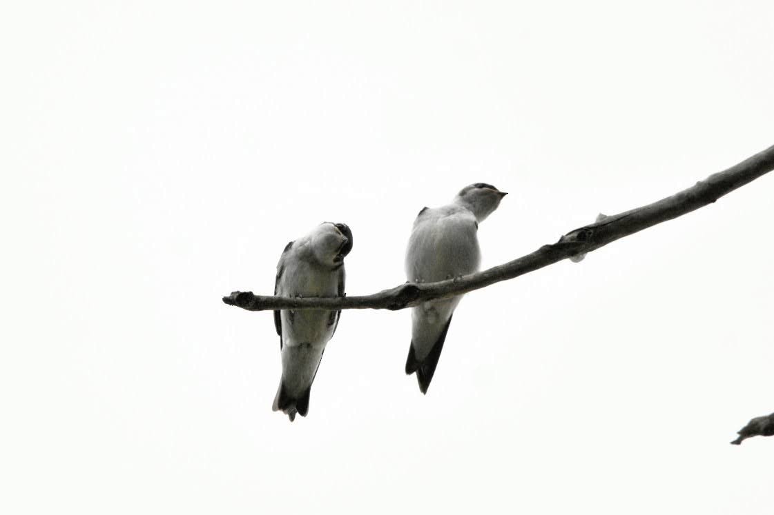 Violet-green Swallow - ML638307414