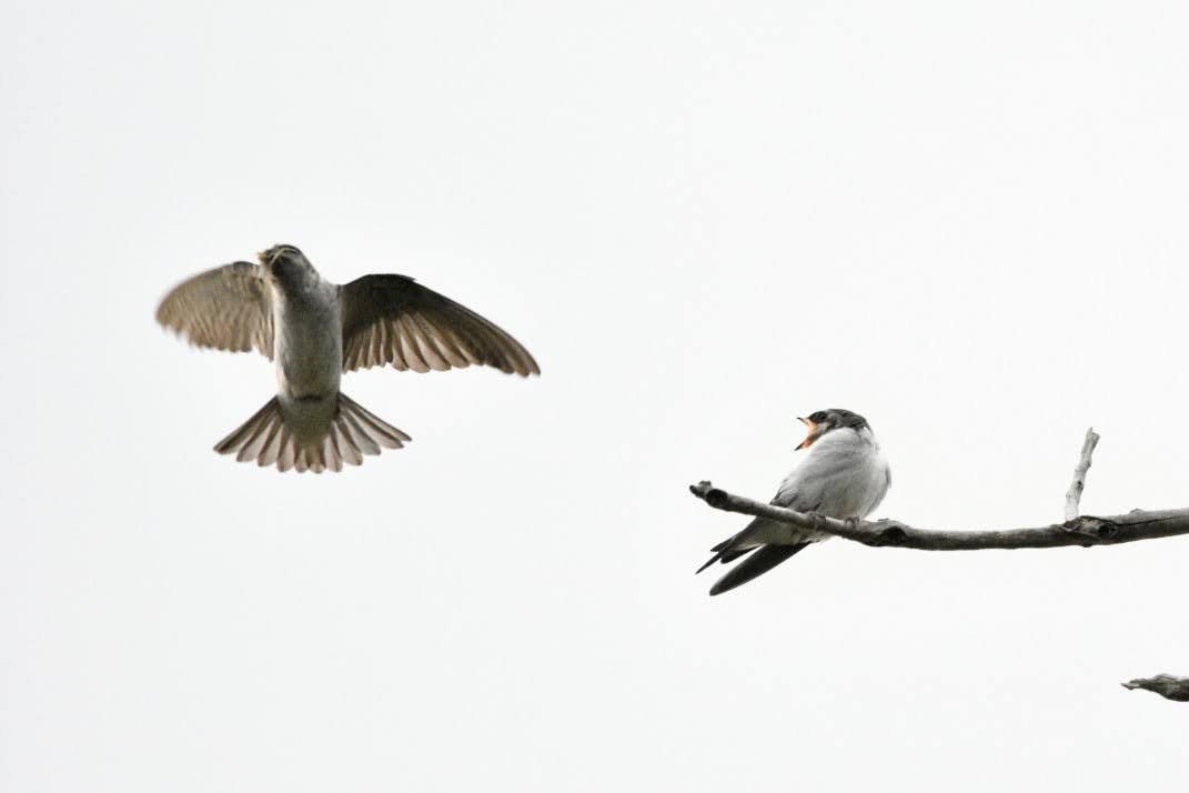 Violet-green Swallow - ML638307415