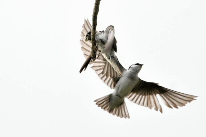 Violet-green Swallow - ML638307416