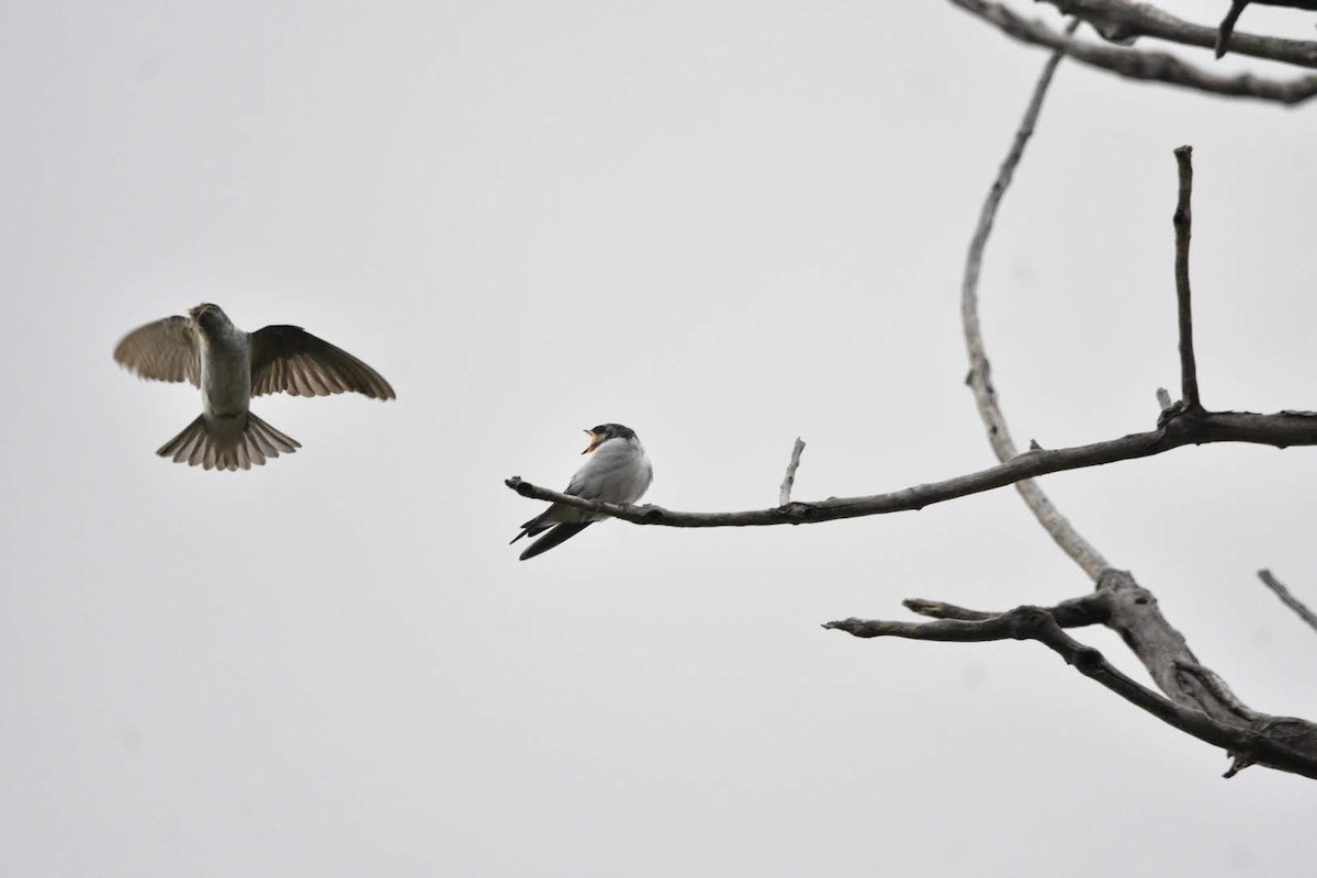 Violet-green Swallow - ML638307419
