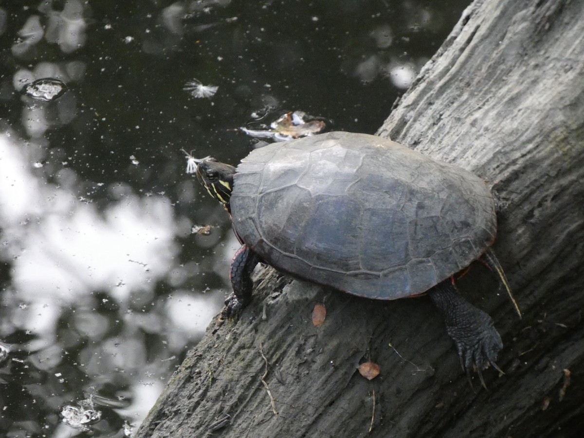 Painted Turtle - ML638307445