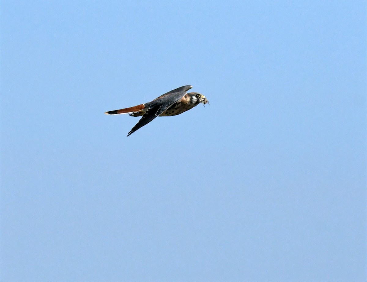 American Kestrel - ML638307446