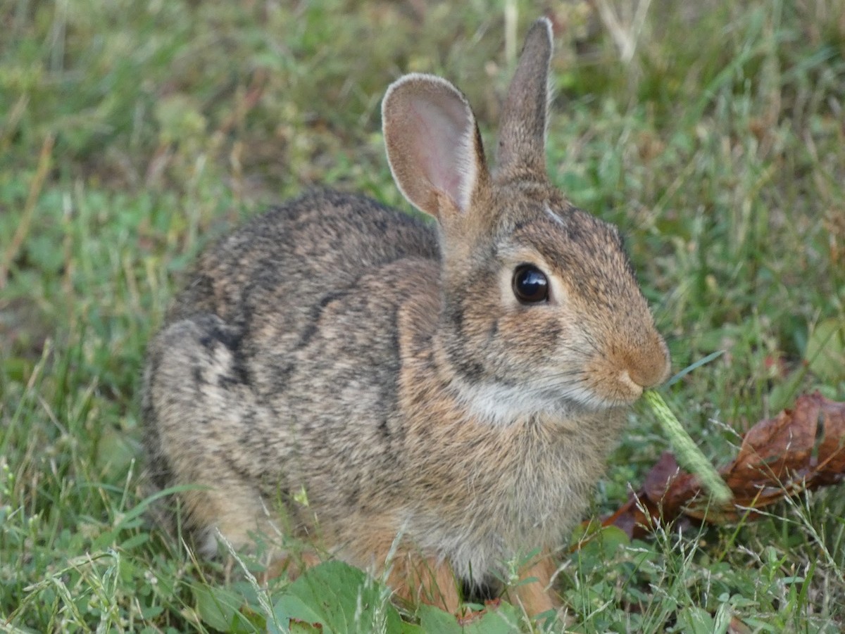 Eastern Cottontail - ML638307448