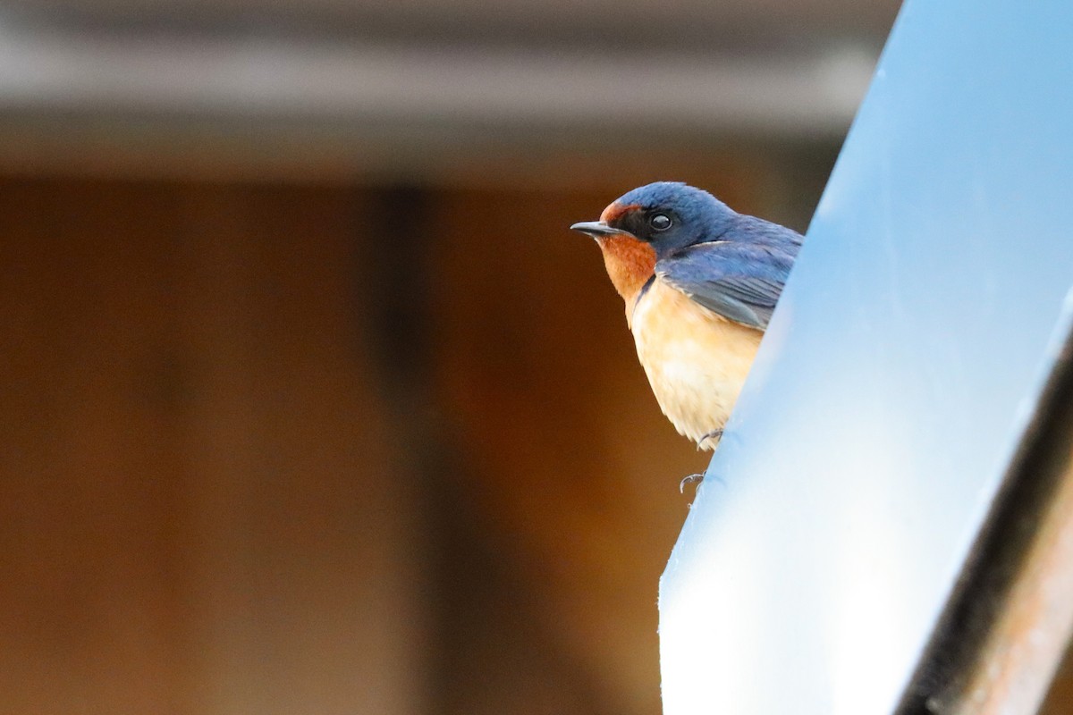 Barn Swallow - ML638307451