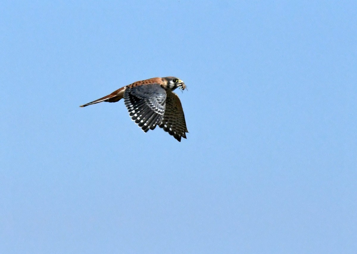 American Kestrel - ML638307452