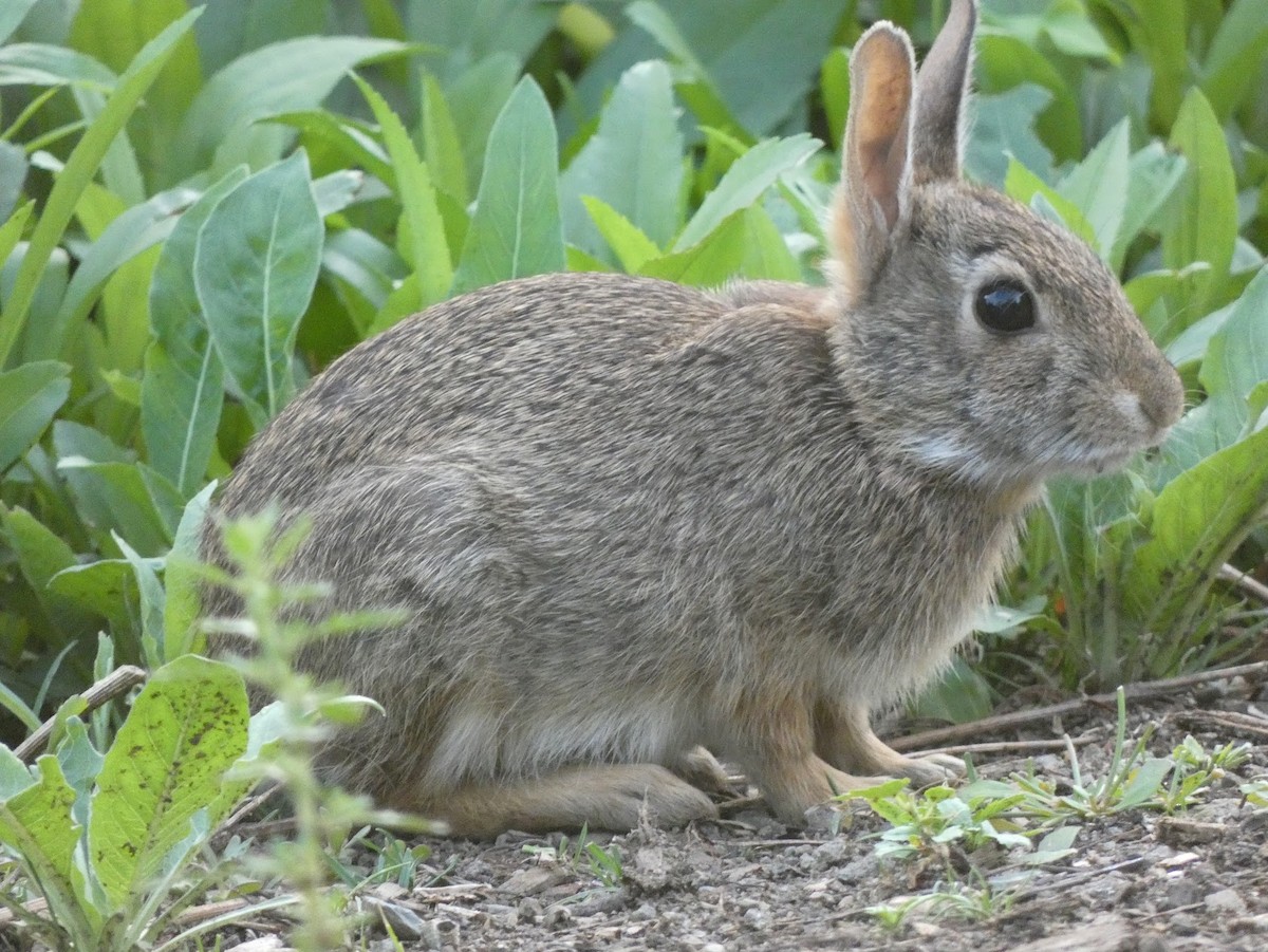 Eastern Cottontail - ML638307453