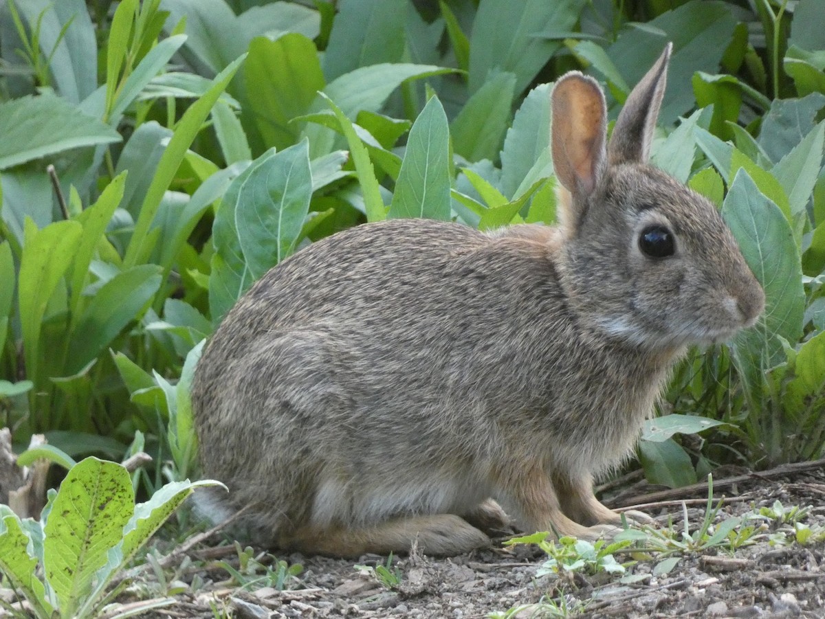 Eastern Cottontail - ML638307462