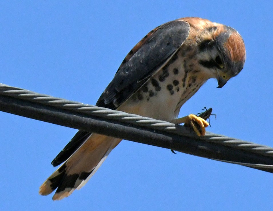 American Kestrel - ML638307463