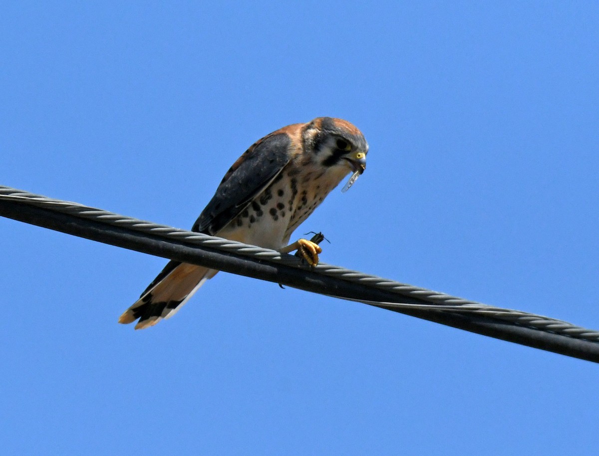 American Kestrel - ML638307466