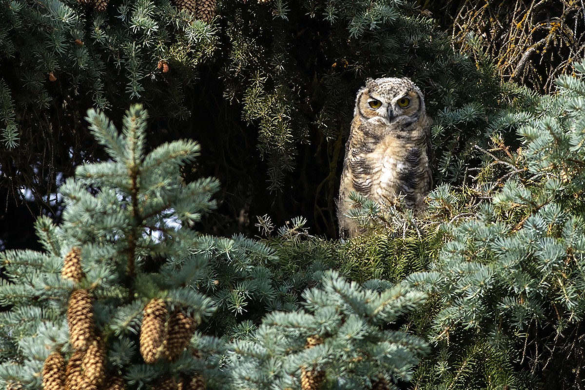 Great Horned Owl - ML638307469