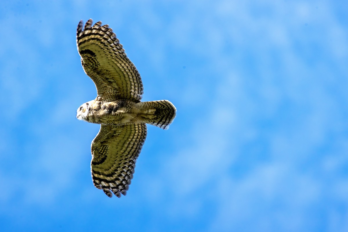 Great Horned Owl - ML638307473