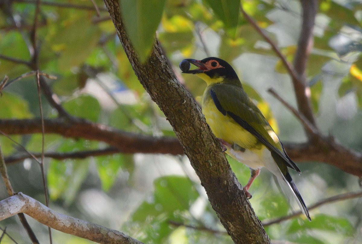 Australasian Figbird - ML638307474