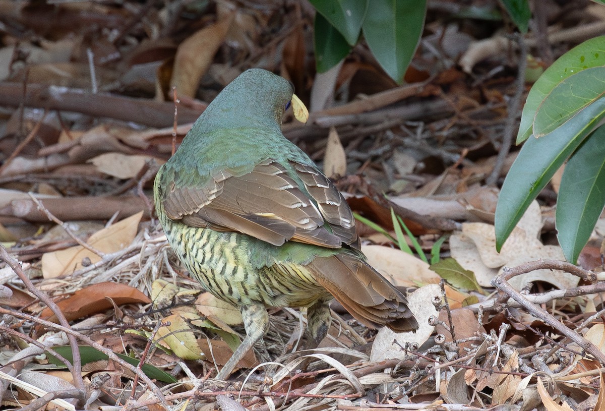 Satin Bowerbird - ML638307484