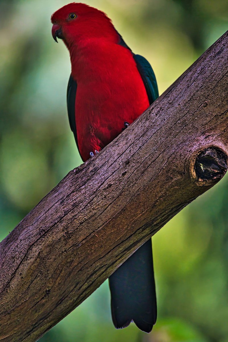 Australian King-Parrot - ML638307489