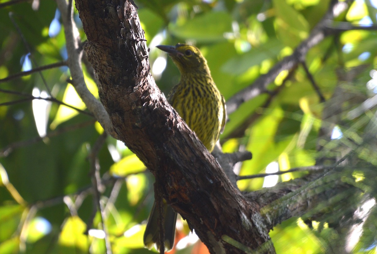 Green Oriole - ML638307490