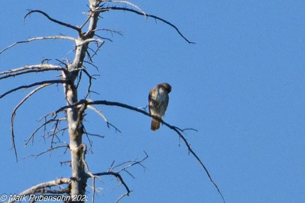 Red-tailed Hawk - ML638307491