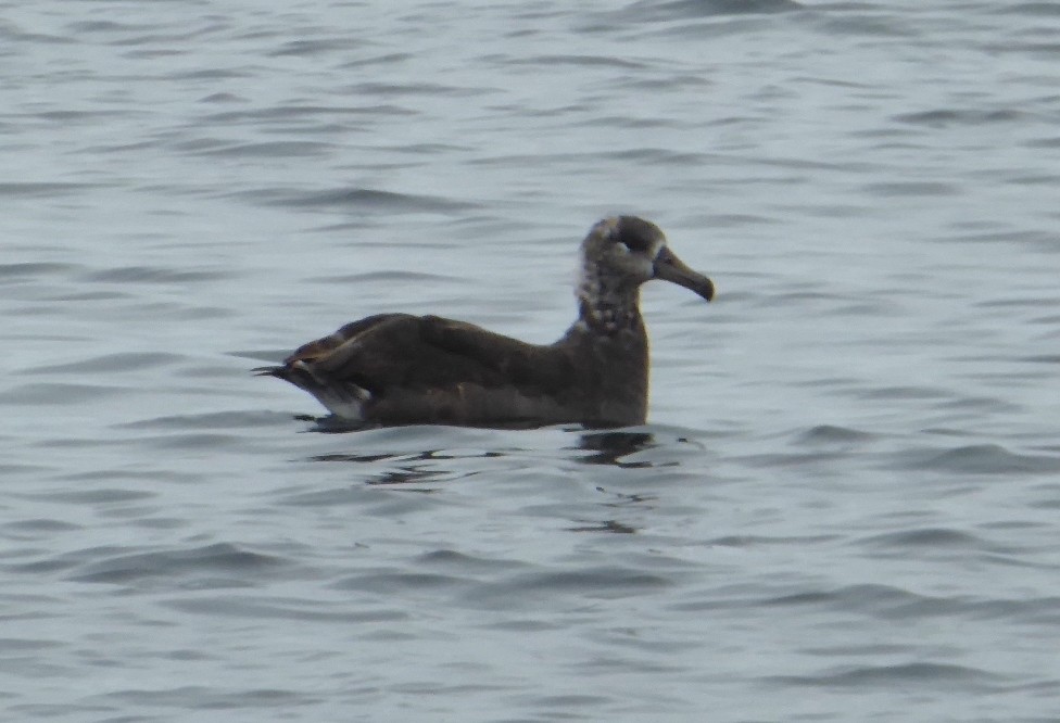 Black-footed Albatross - ML638307493