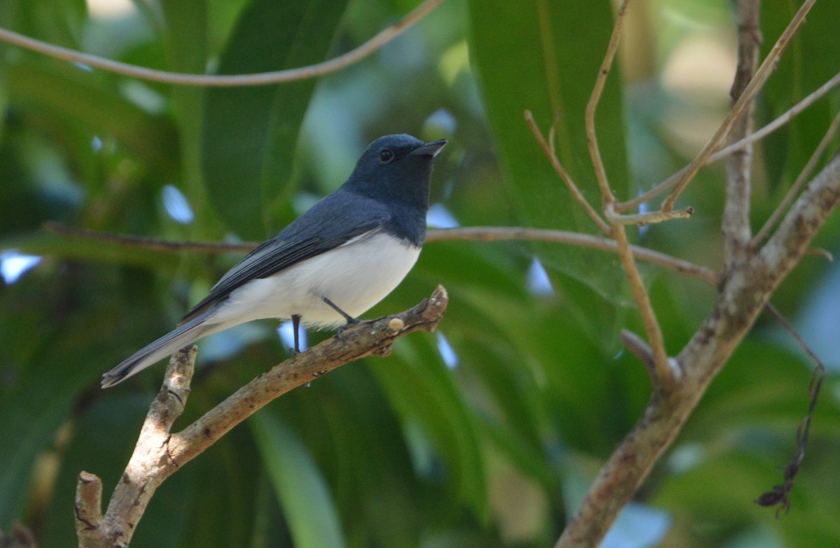 Leaden Flycatcher - ML638307502