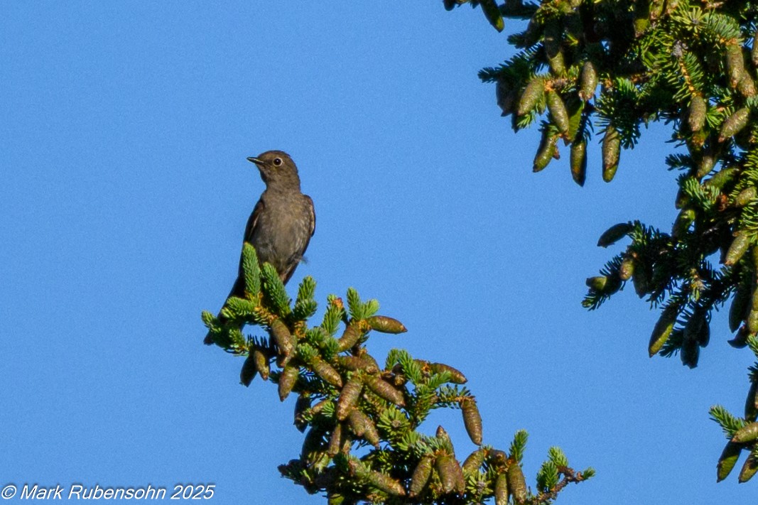Townsend's Solitaire - ML638307503