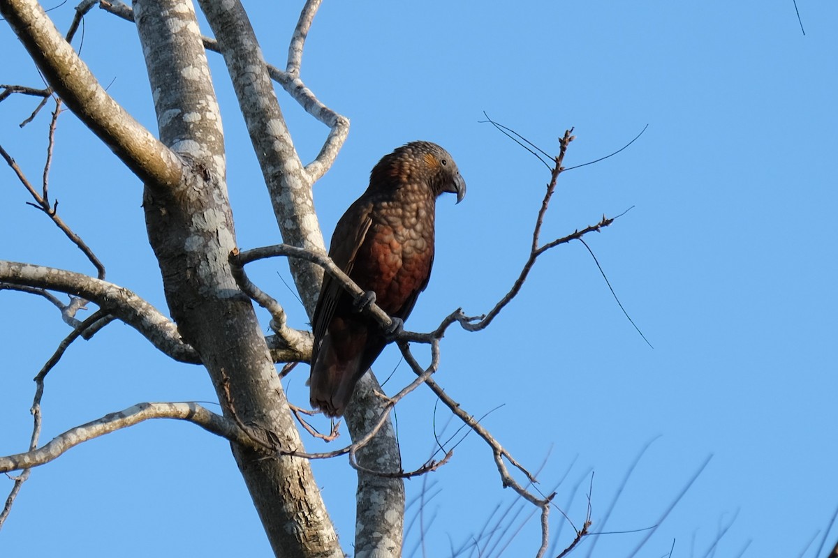 New Zealand Kaka - ML638307515
