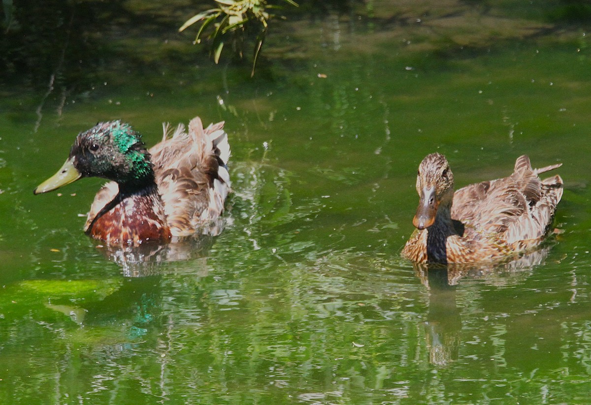Mallard - ML638307516