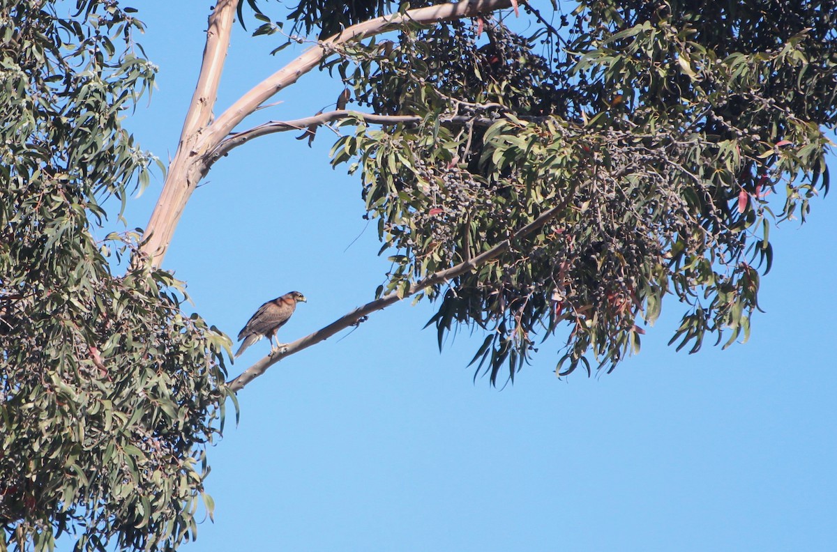 Harris's Hawk - ML638307518