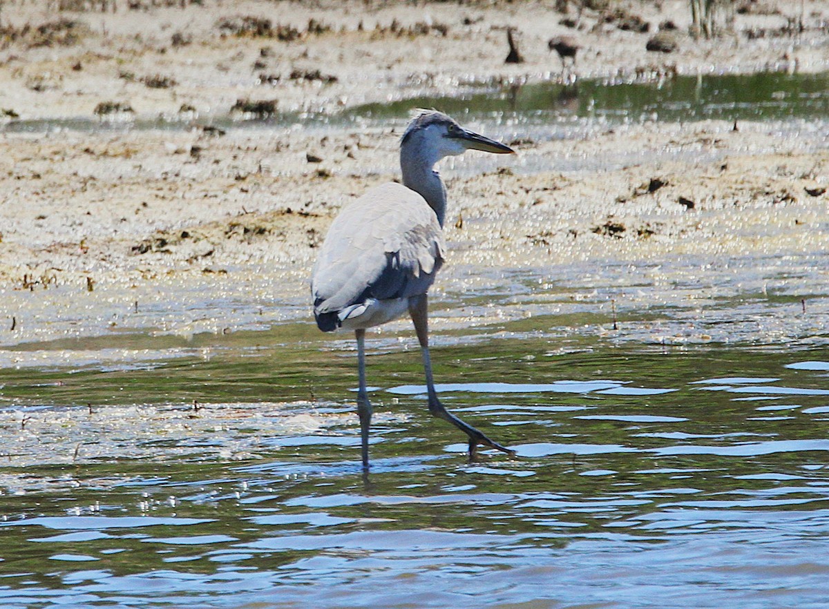 Great Blue Heron - ML638307519