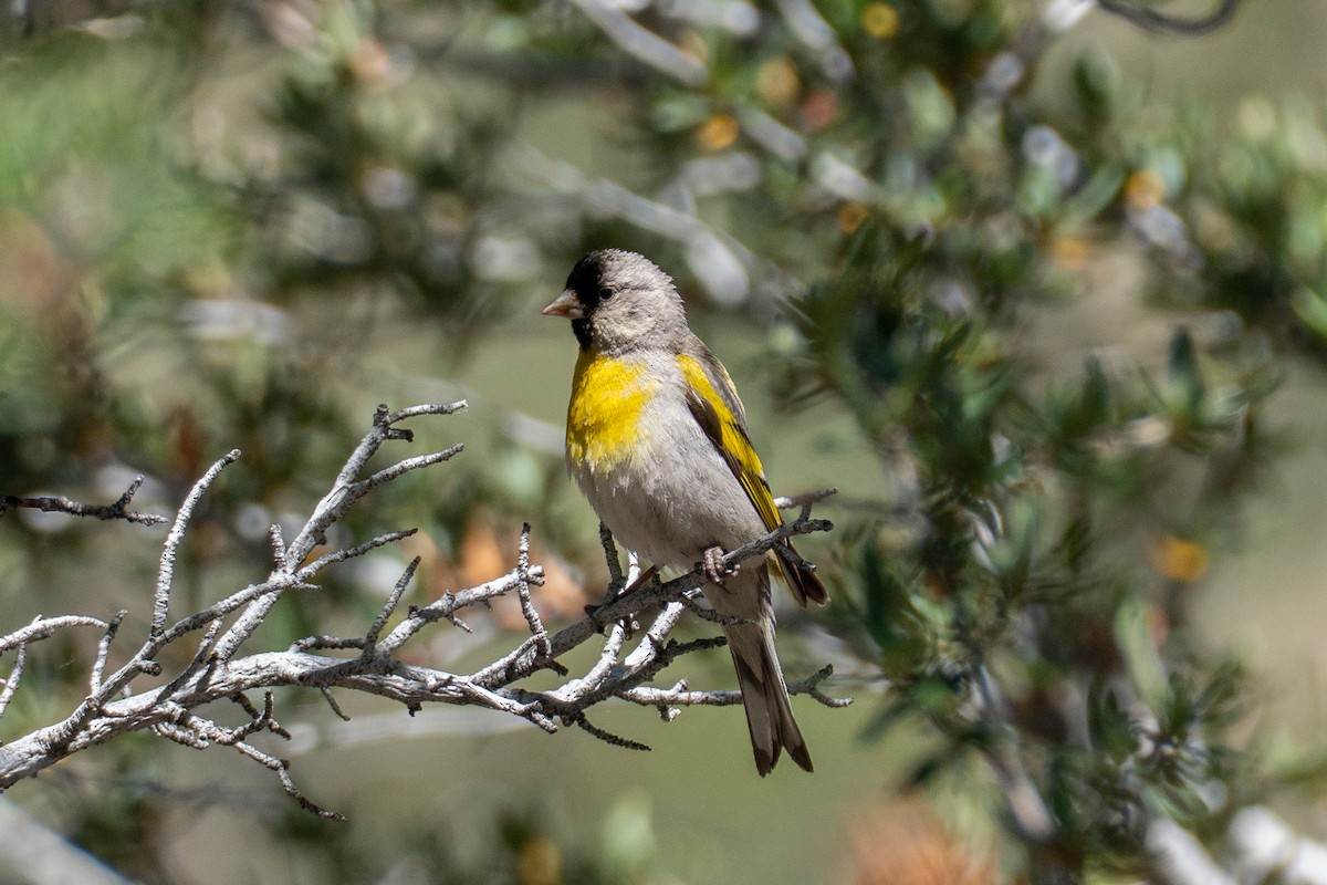 Lawrence's Goldfinch - ML638307520