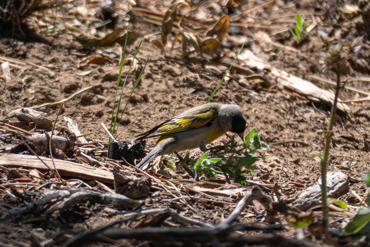 Lawrence's Goldfinch - ML638307521