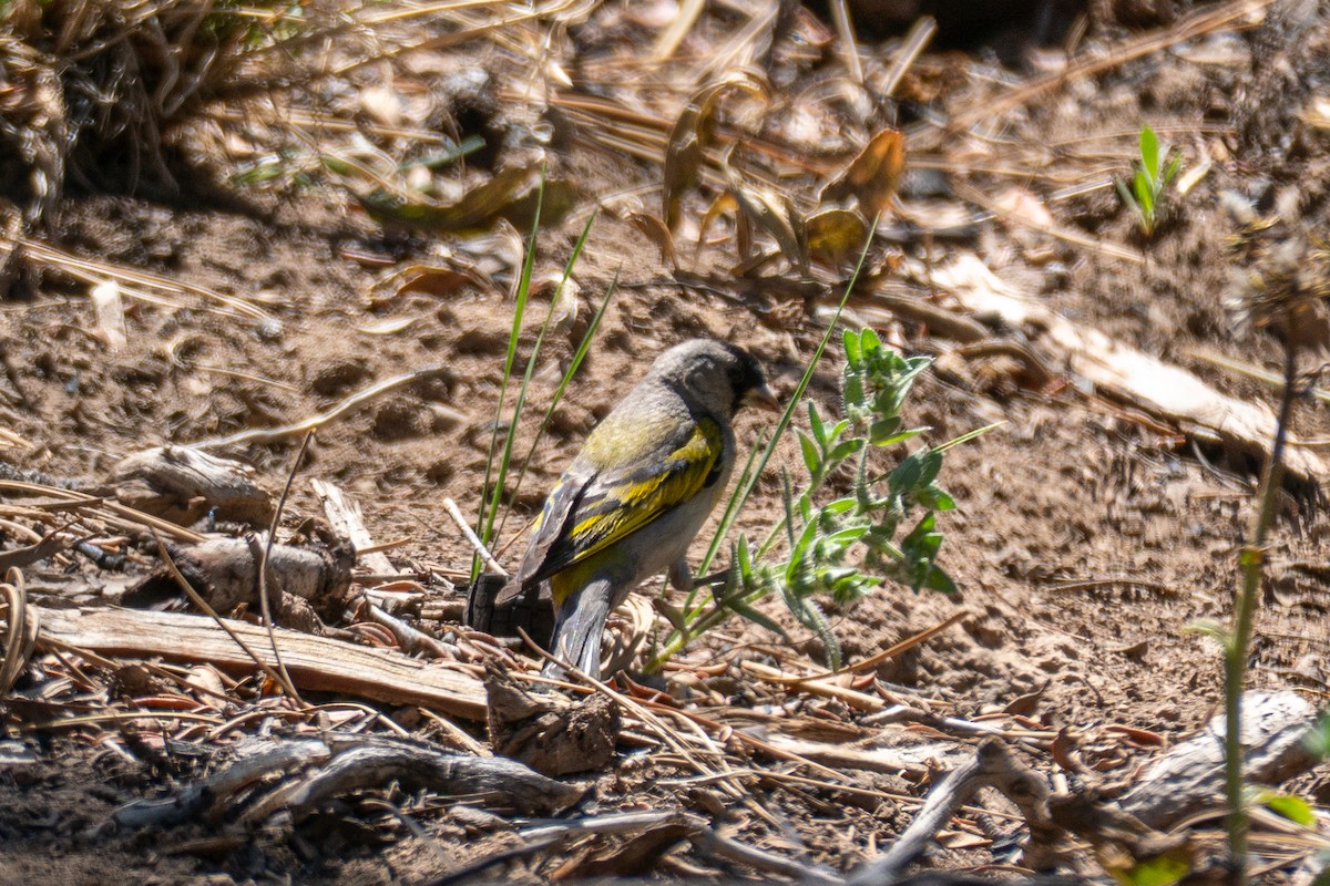 Lawrence's Goldfinch - ML638307522