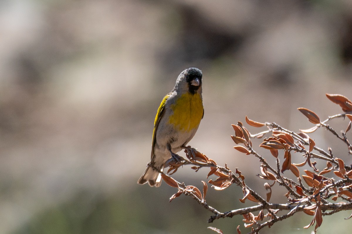 Lawrence's Goldfinch - ML638307523