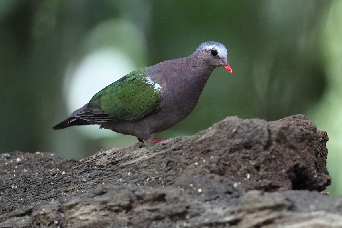 Asian Emerald Dove - ML638307524