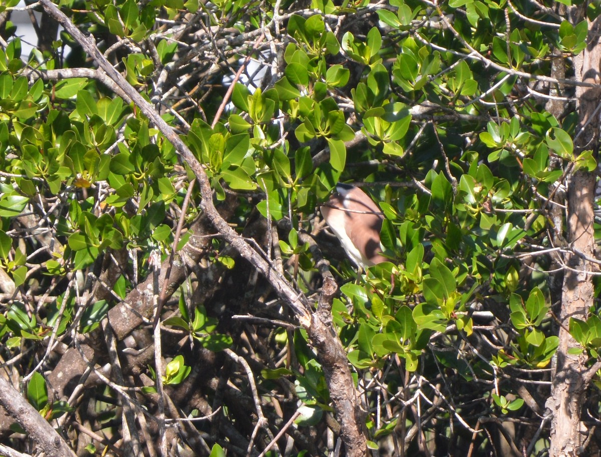 Nankeen Night Heron - ML638307527