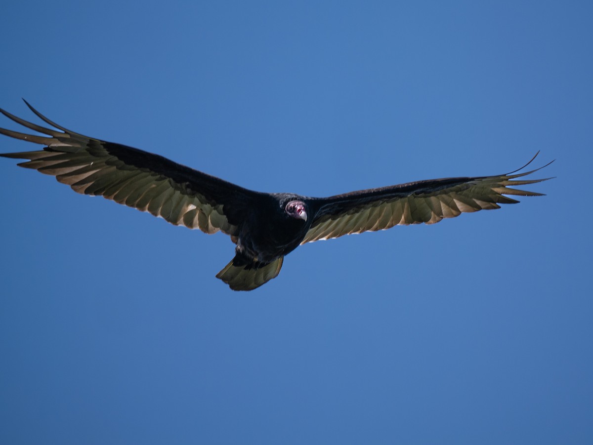 Turkey Vulture - ML638307529