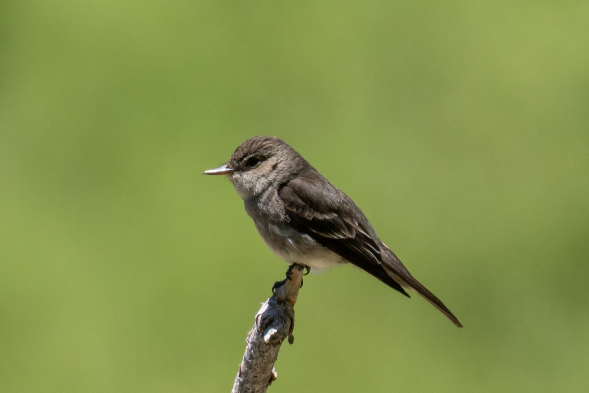 Western Wood-Pewee - ML638307530