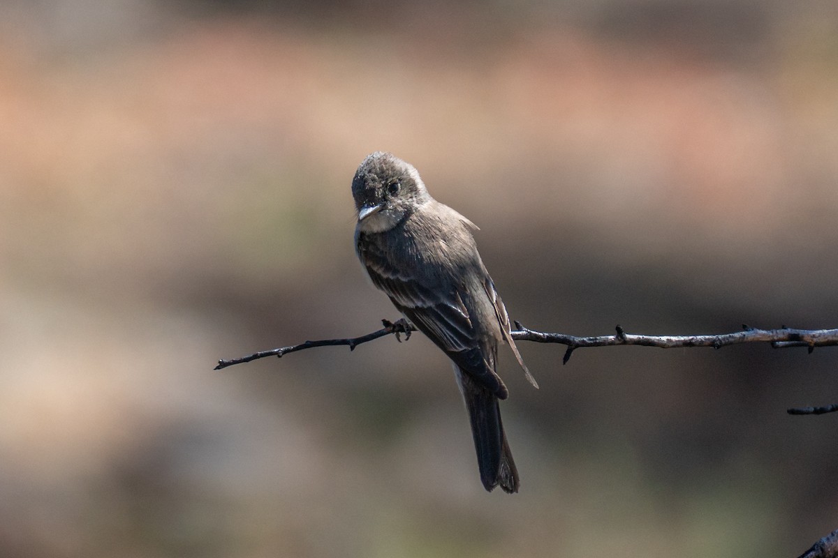 Western Wood-Pewee - ML638307531