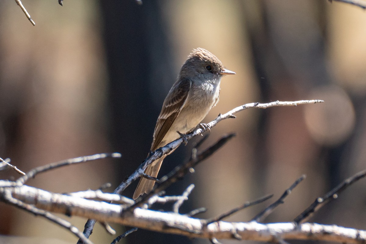 Western Wood-Pewee - ML638307532