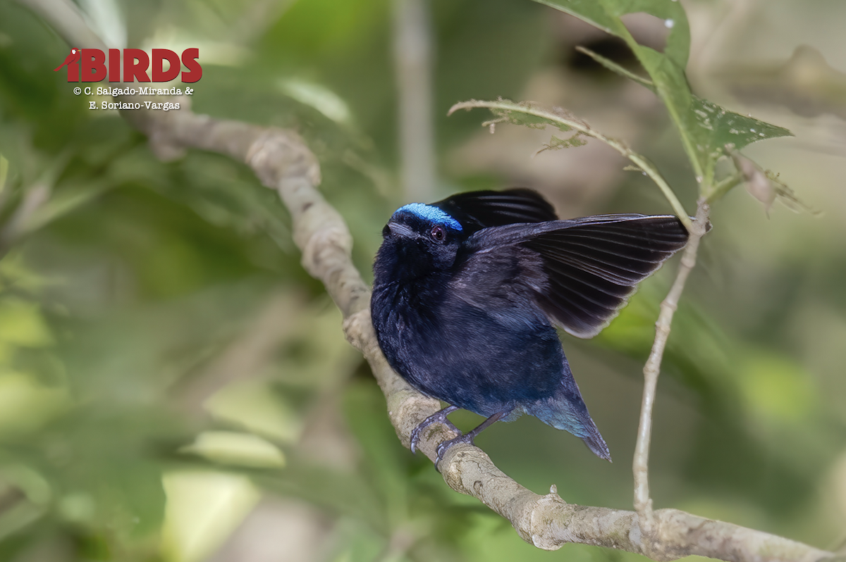 Velvety Manakin - ML638307534
