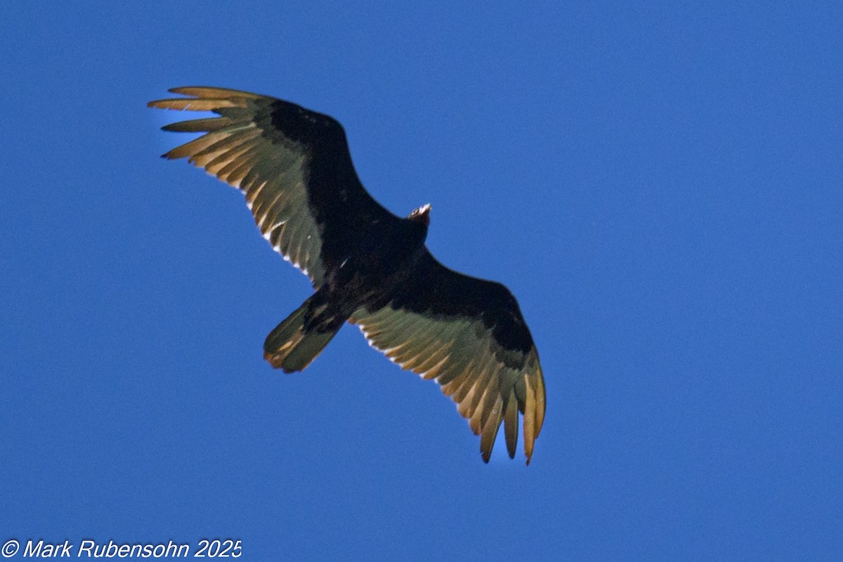 Turkey Vulture - ML638307544