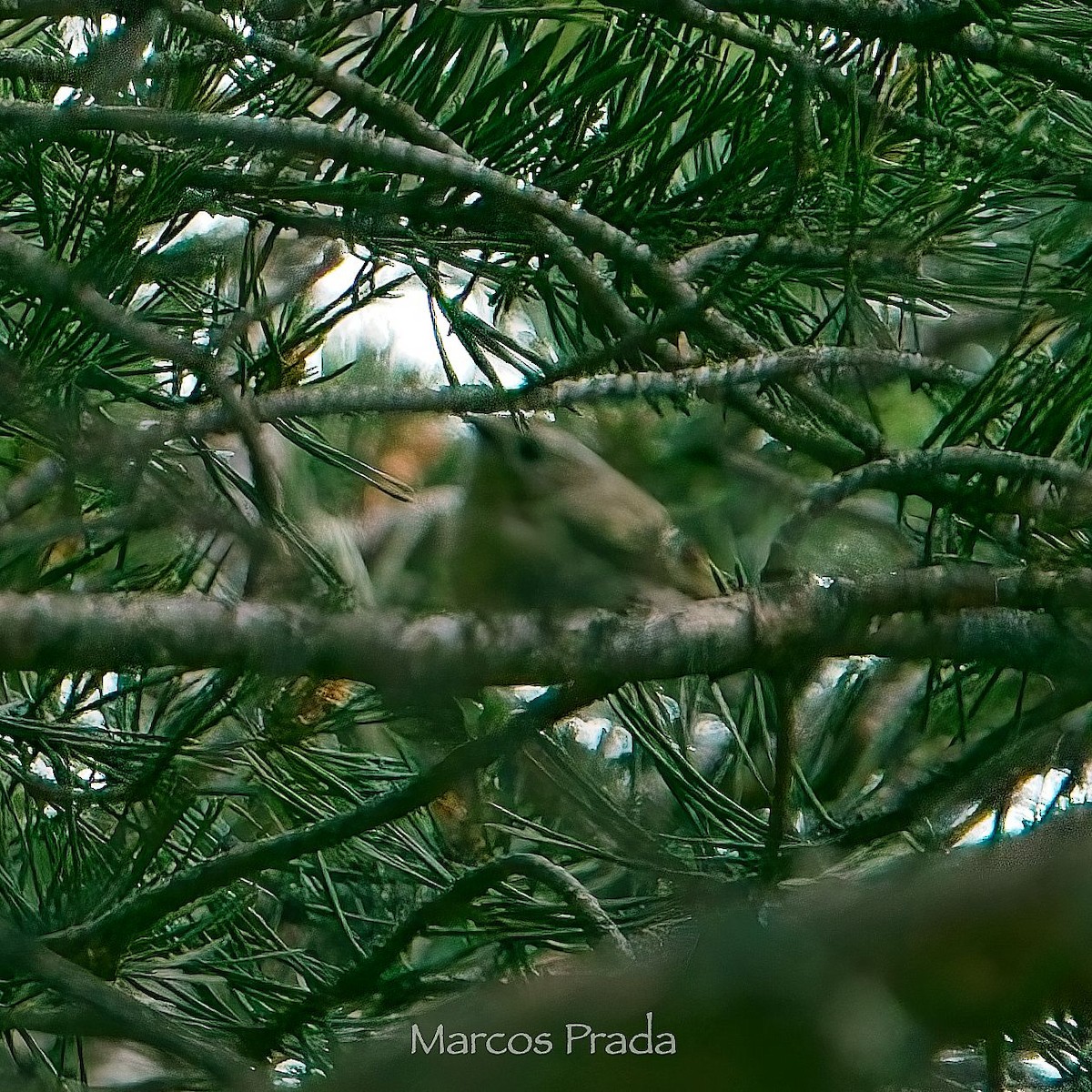 Goldcrest - ML638307577