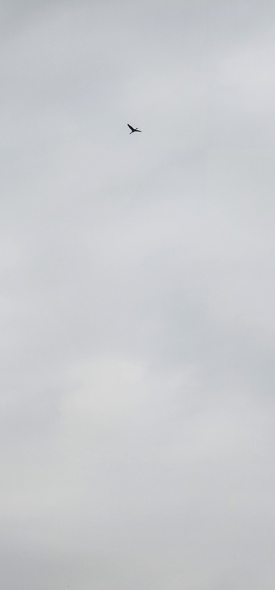 Great Cormorant - ML638307589