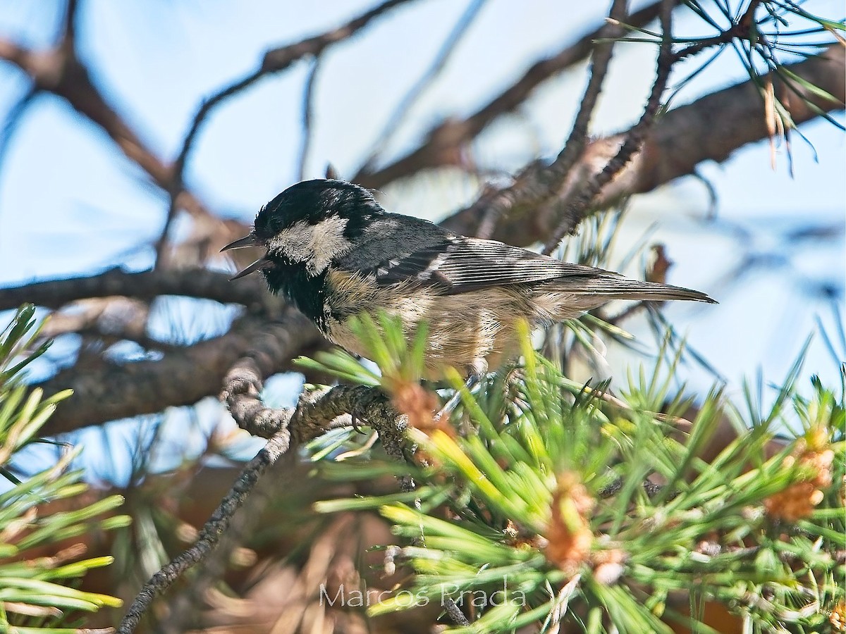 Coal Tit - ML638307605