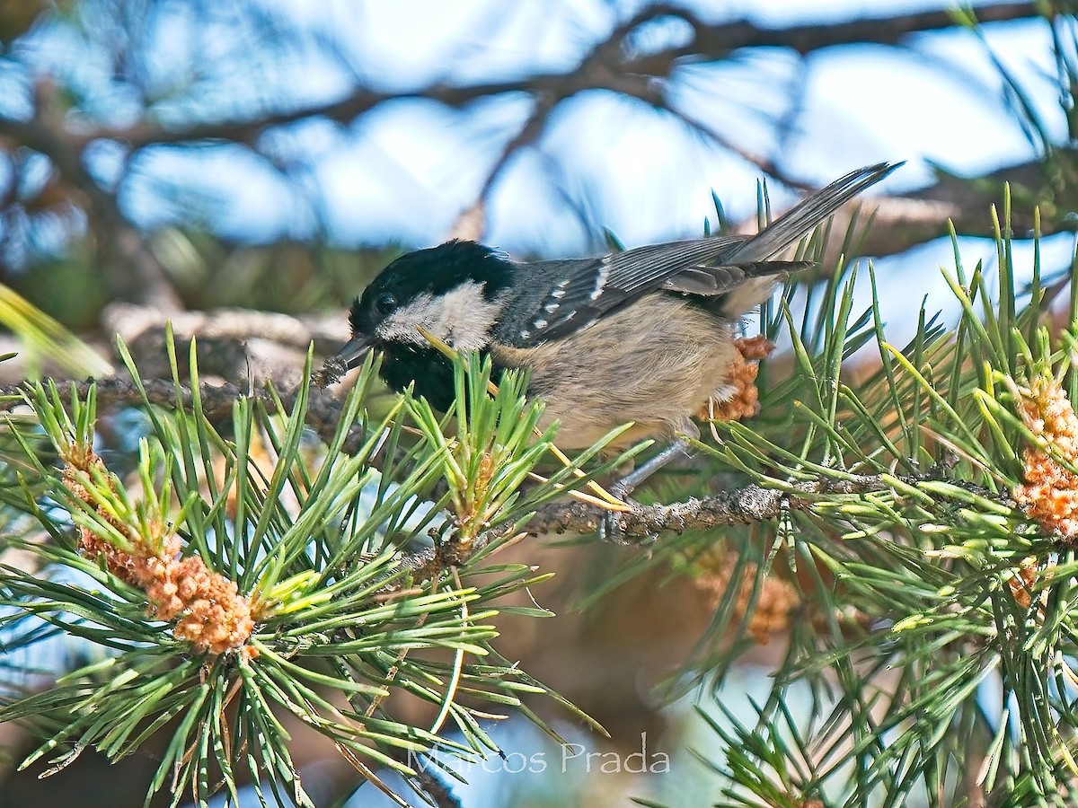 Coal Tit - ML638307606