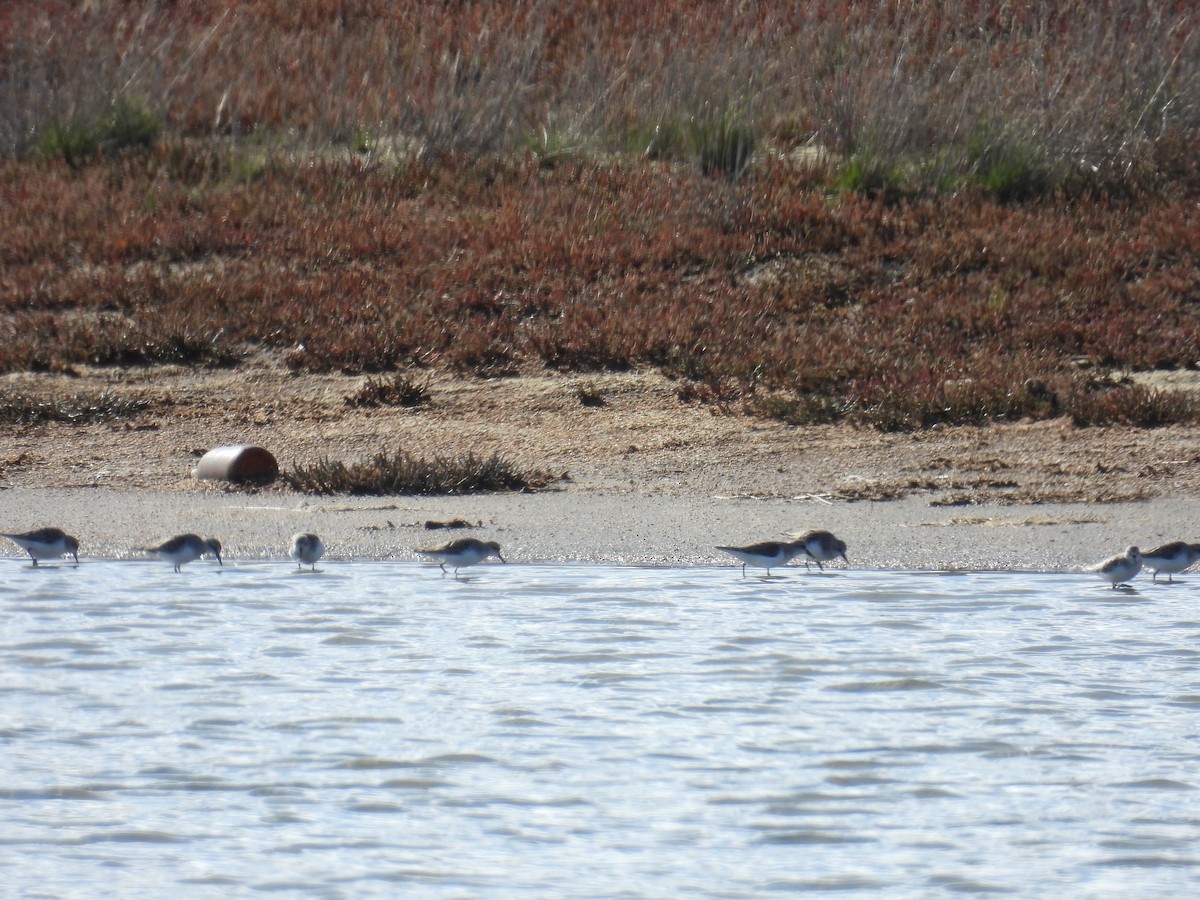 Red-necked Stint - ML638307608