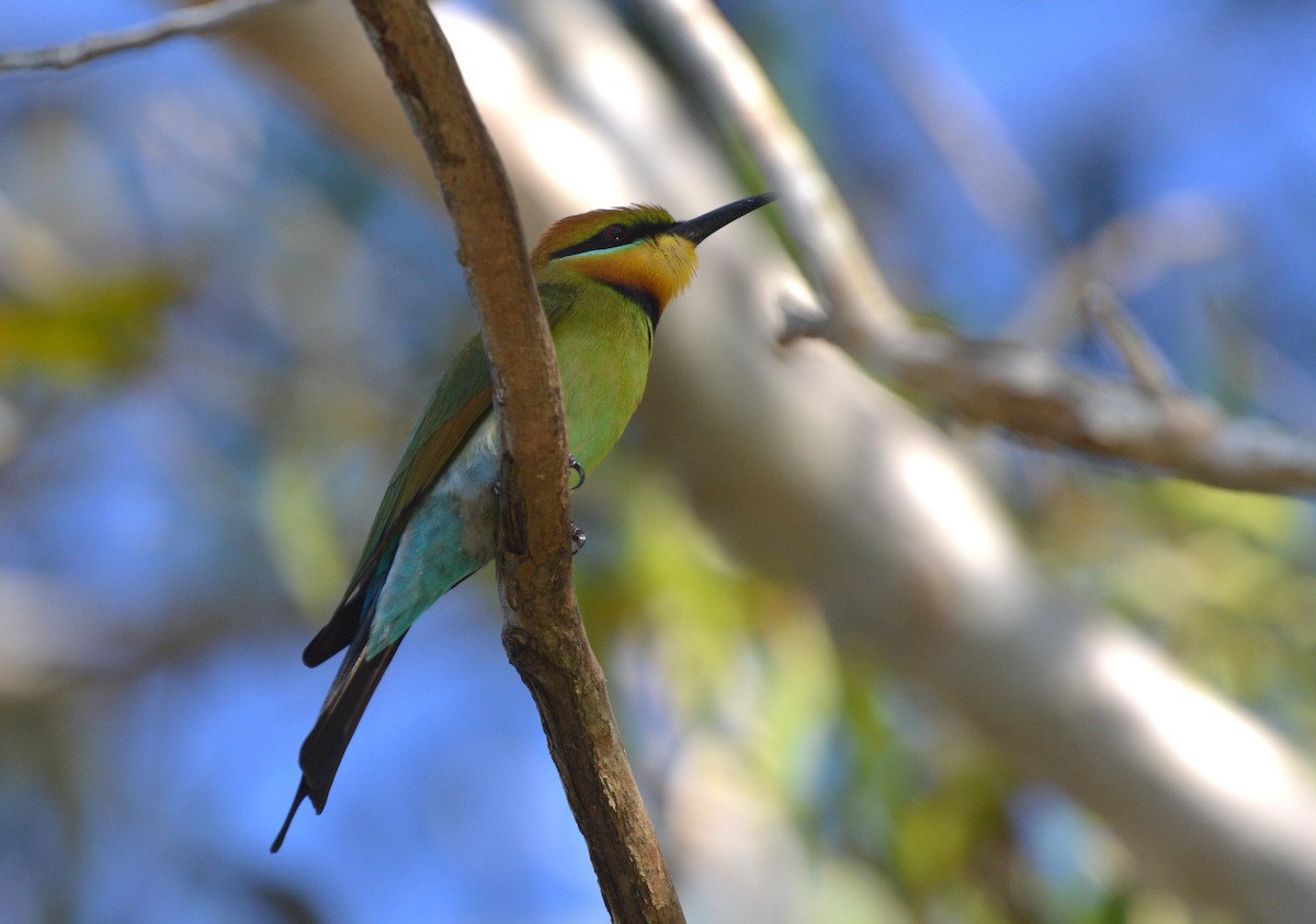 Rainbow Bee-eater - ML638307610