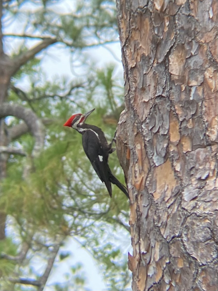 Pileated Woodpecker - ML638307611