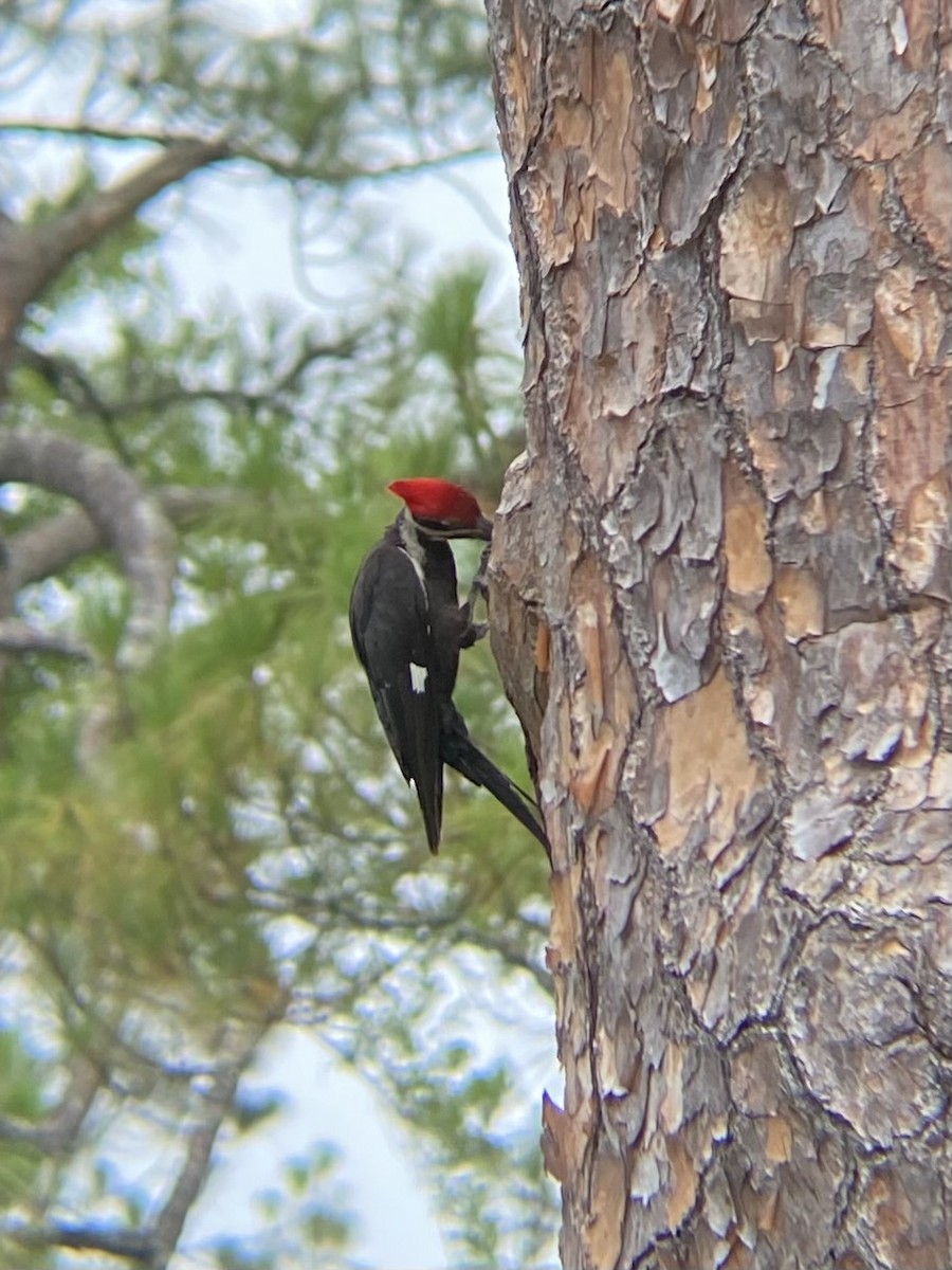 Pileated Woodpecker - ML638307612