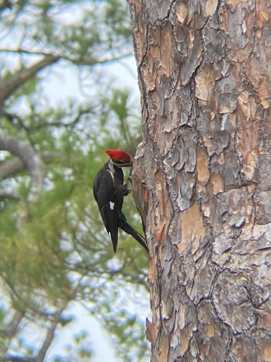 Pileated Woodpecker - ML638307614
